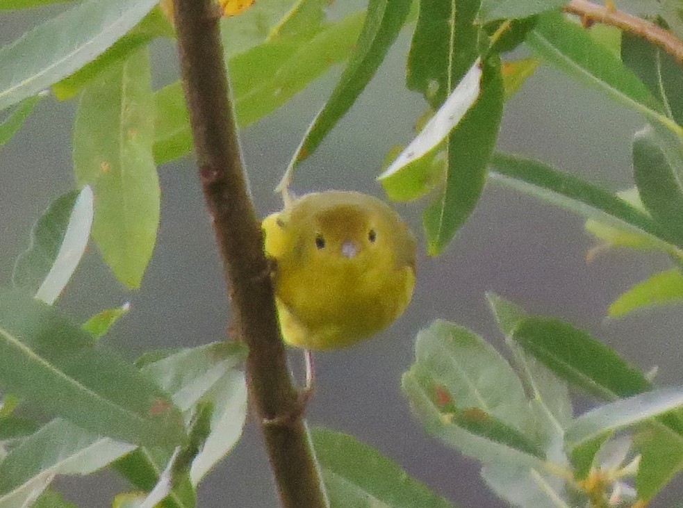 Yellow Warbler - ML34439621