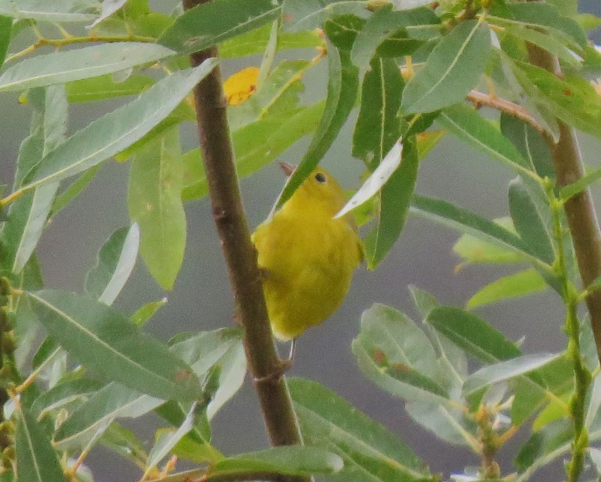 Yellow Warbler - ML34439631