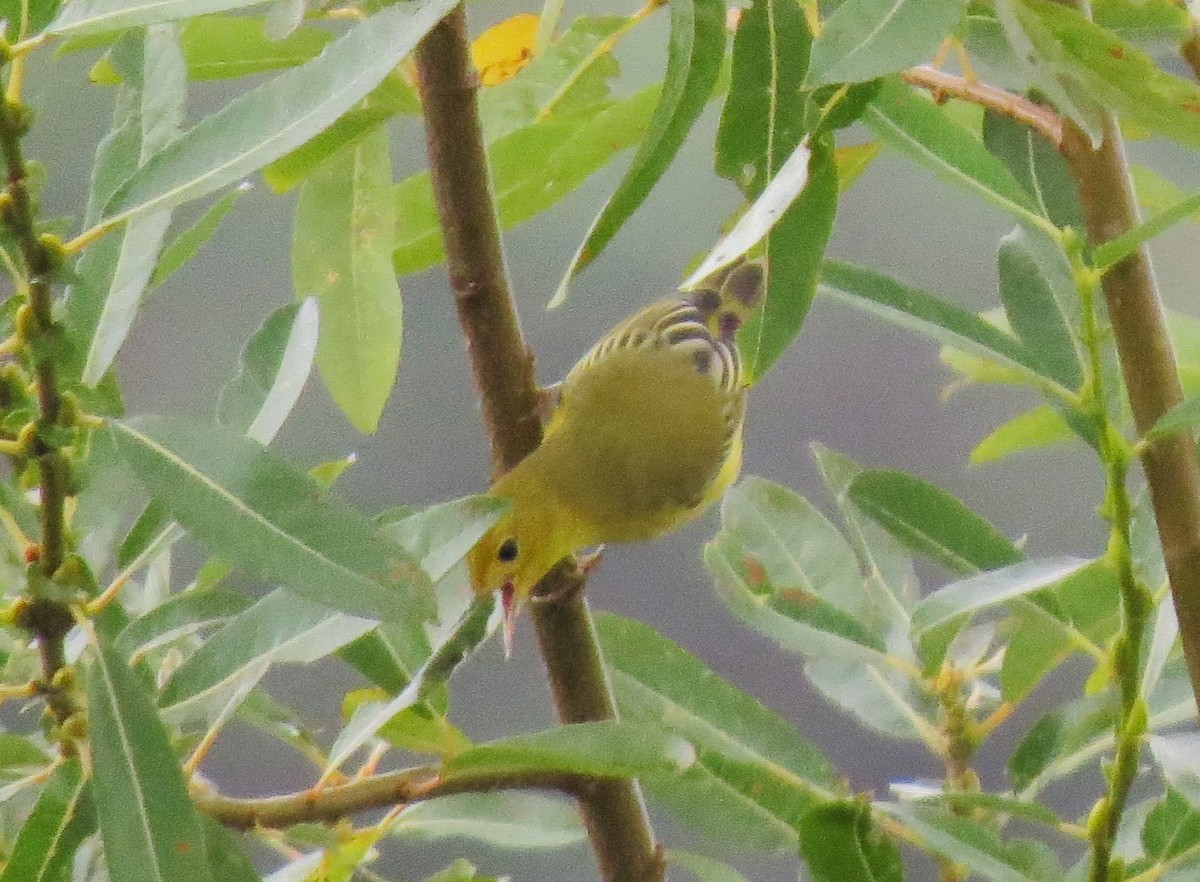 Yellow Warbler - ML34439641