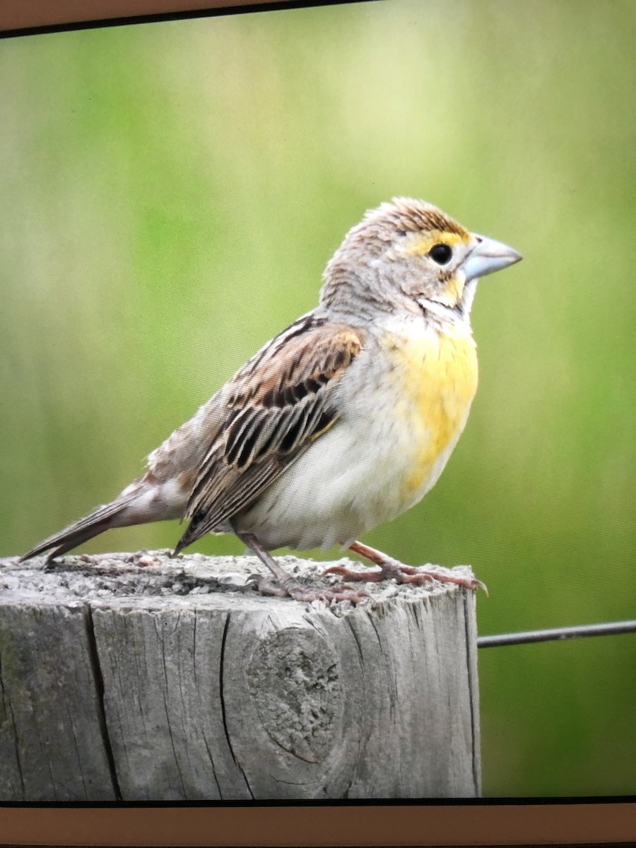 Dickcissel - ML344397311