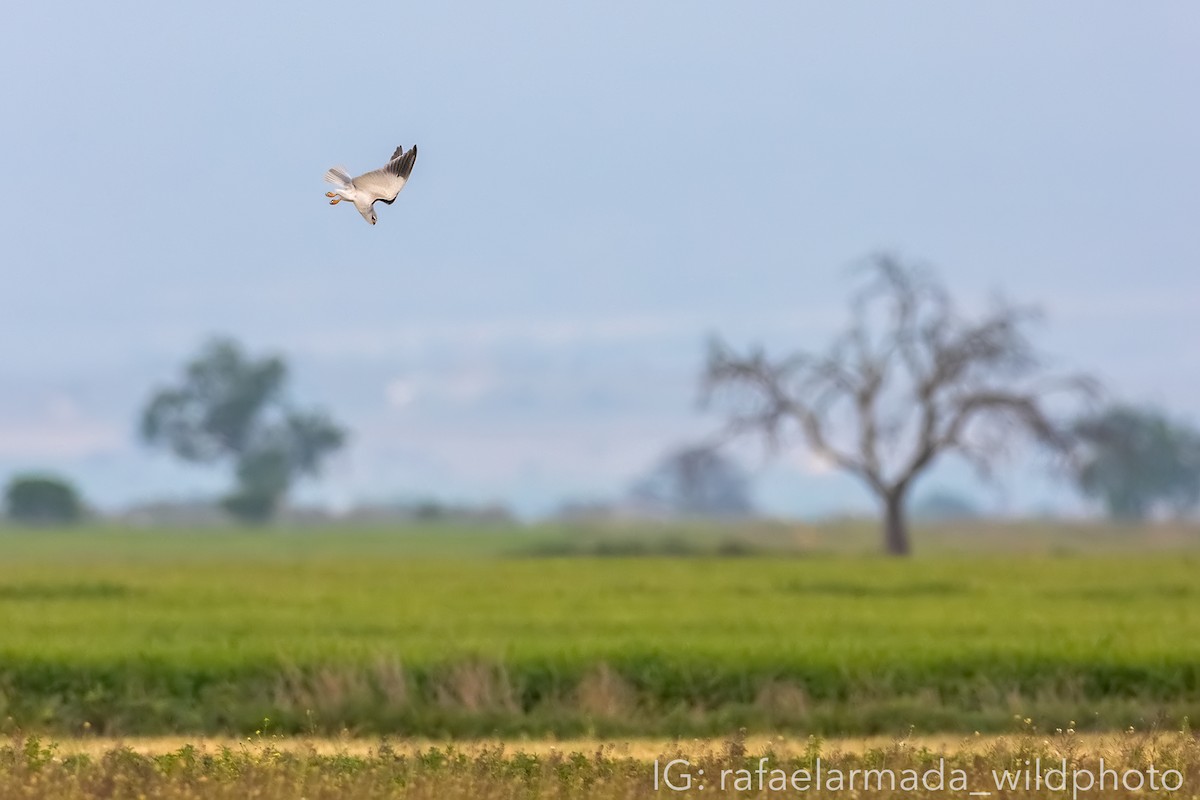 Black-winged Kite - ML344398081