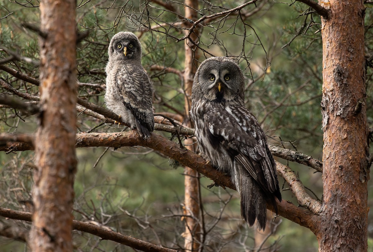 Great Gray Owl - ML344398791