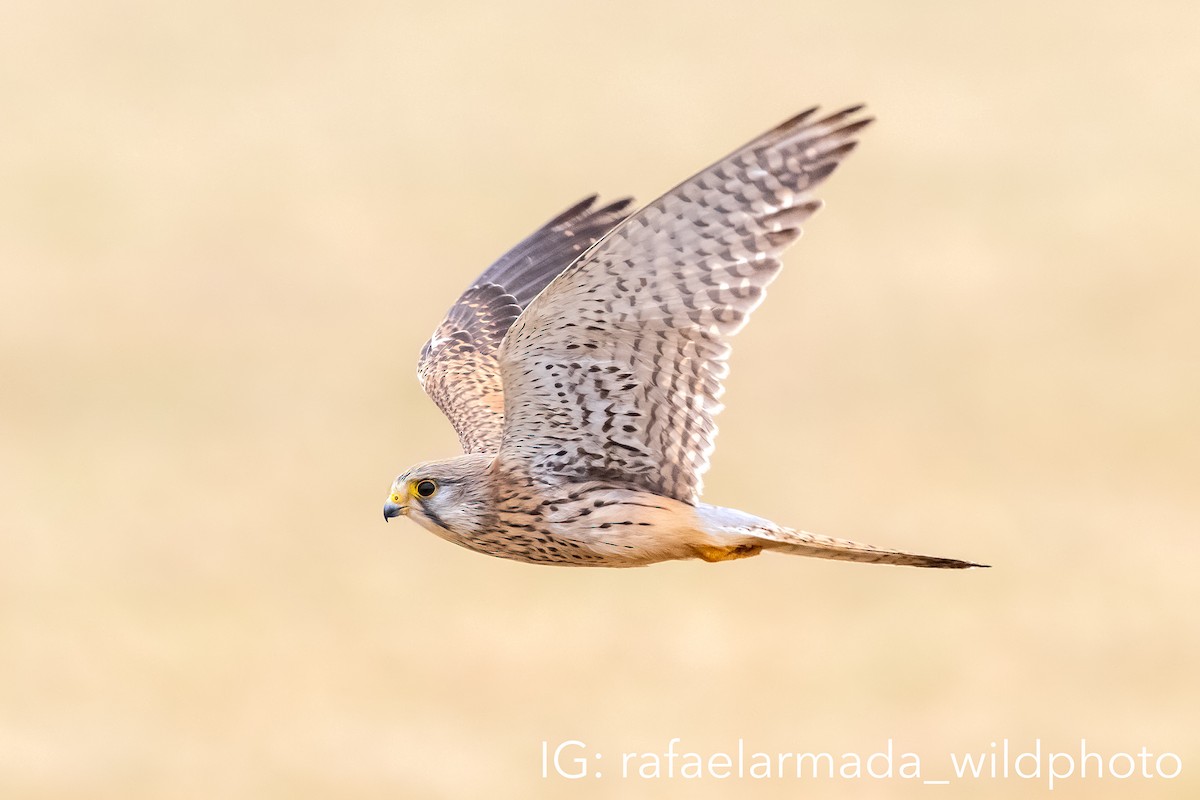 Eurasian Kestrel - ML344399191