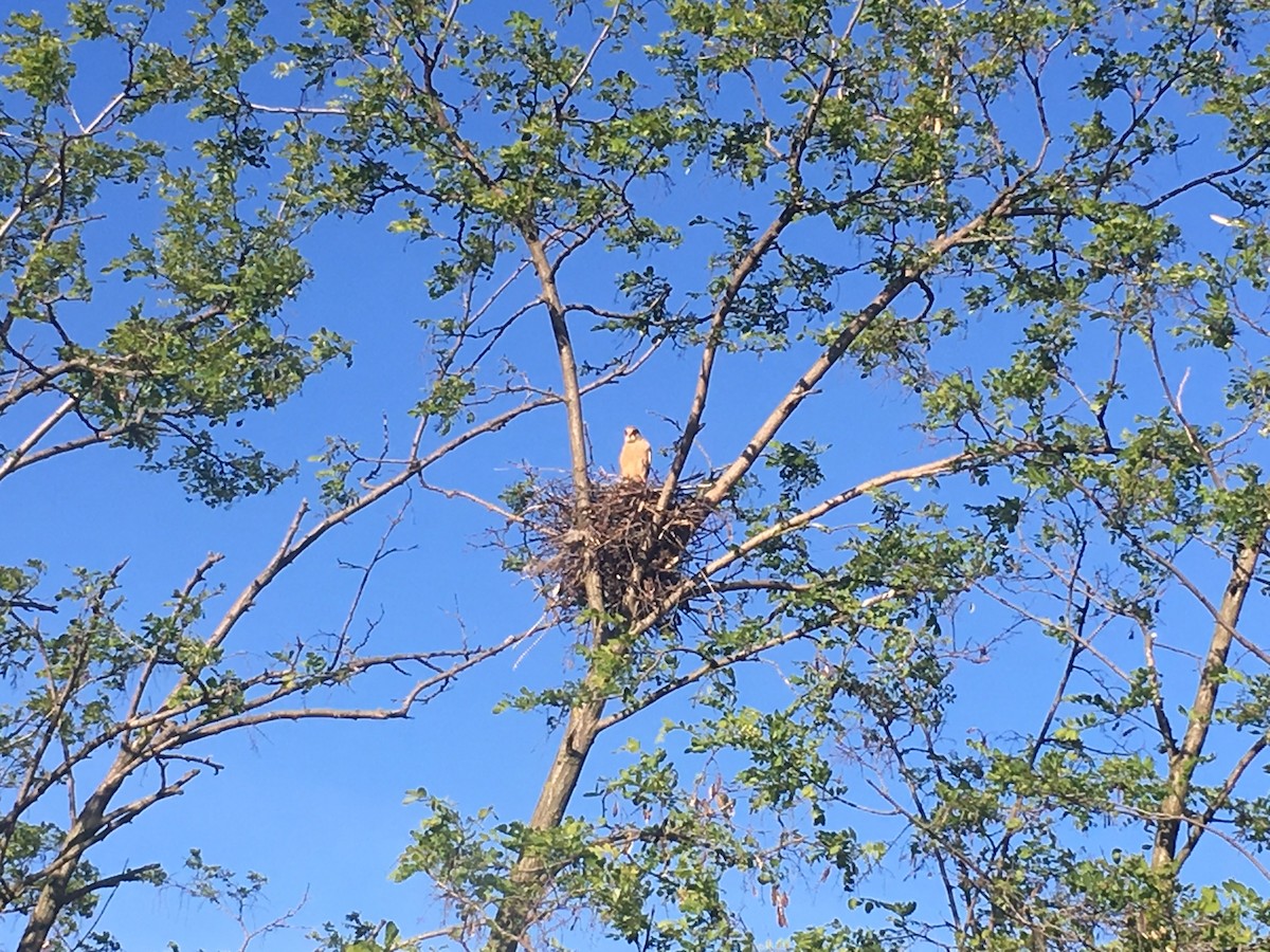 aftenfalk - ML344400791