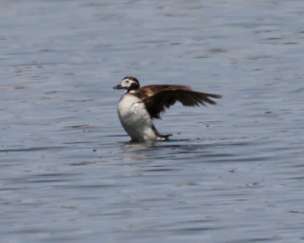 Long-tailed Duck - ML344401821