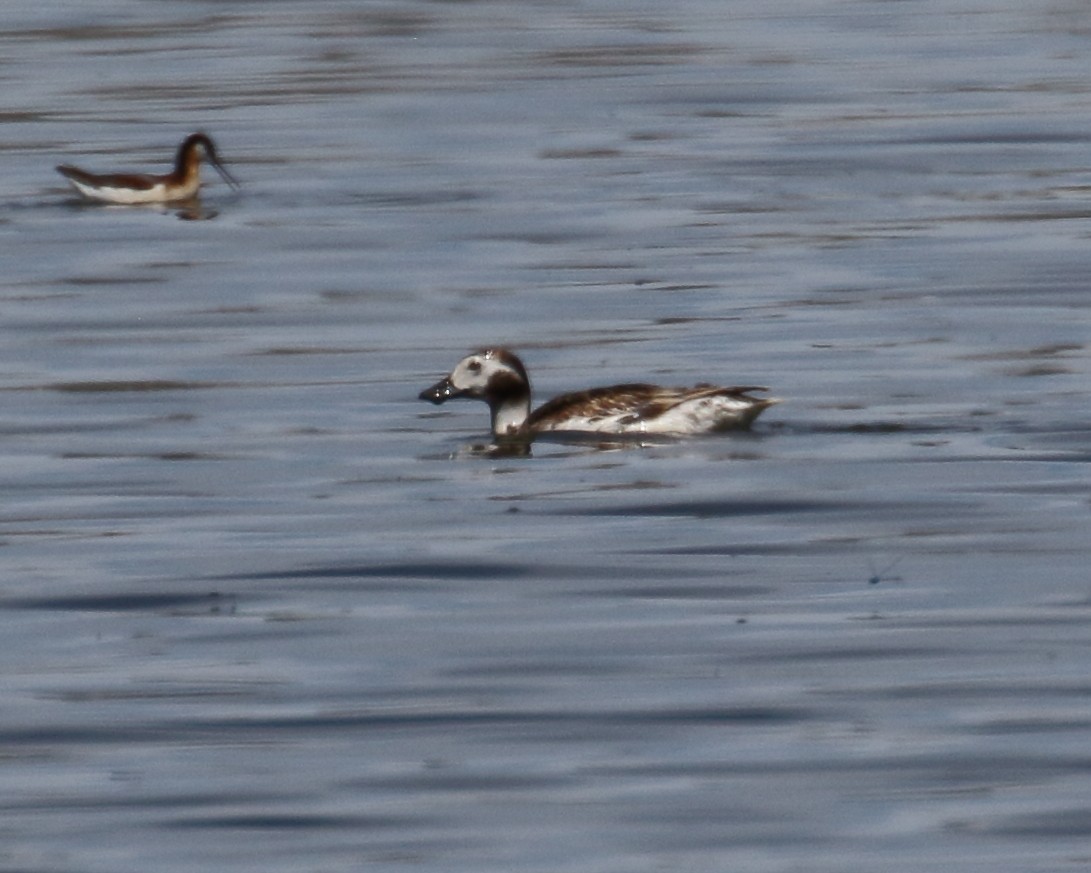 Long-tailed Duck - ML344401831