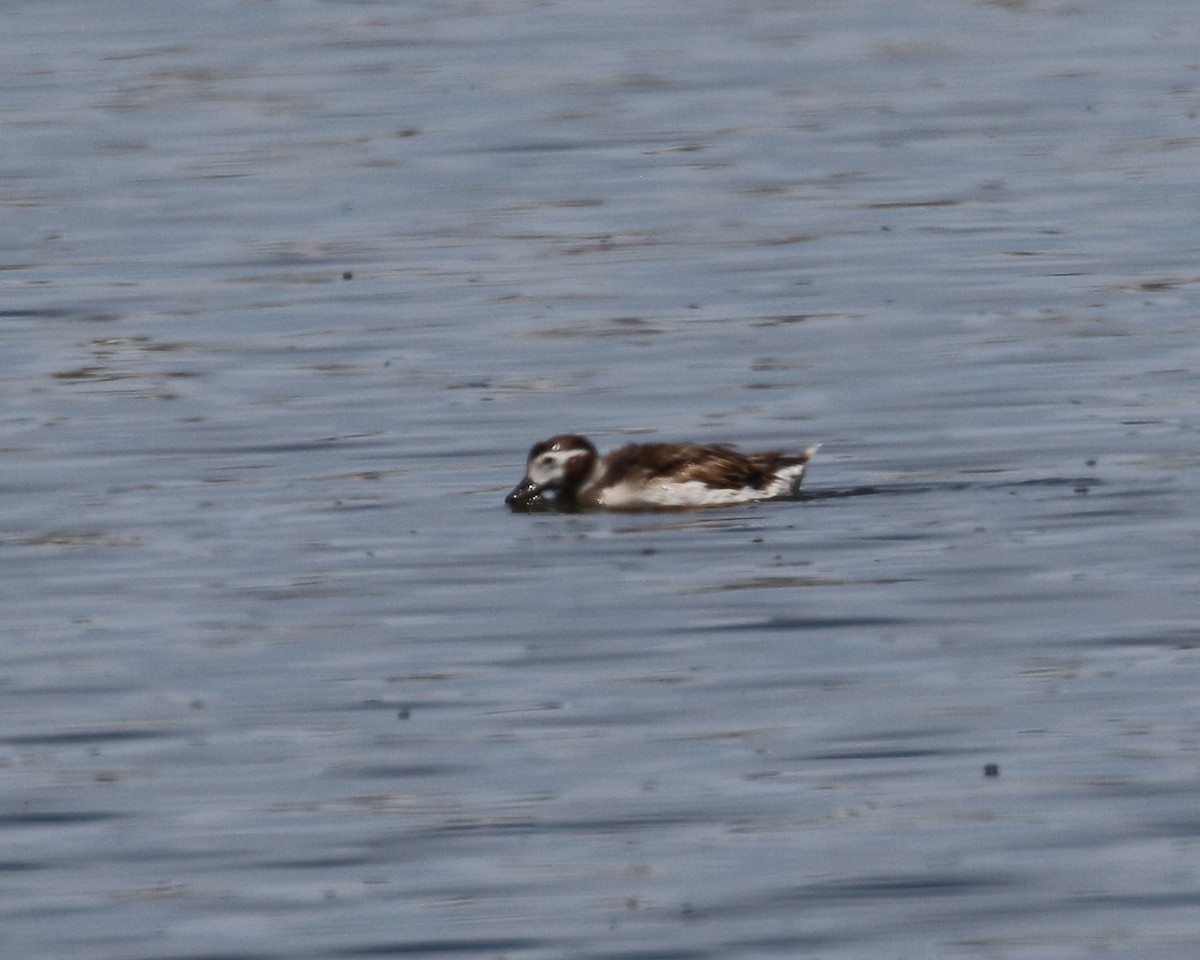 Long-tailed Duck - ML344401841