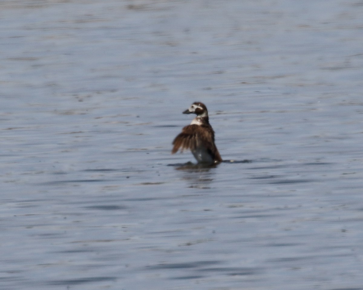 Long-tailed Duck - ML344401861