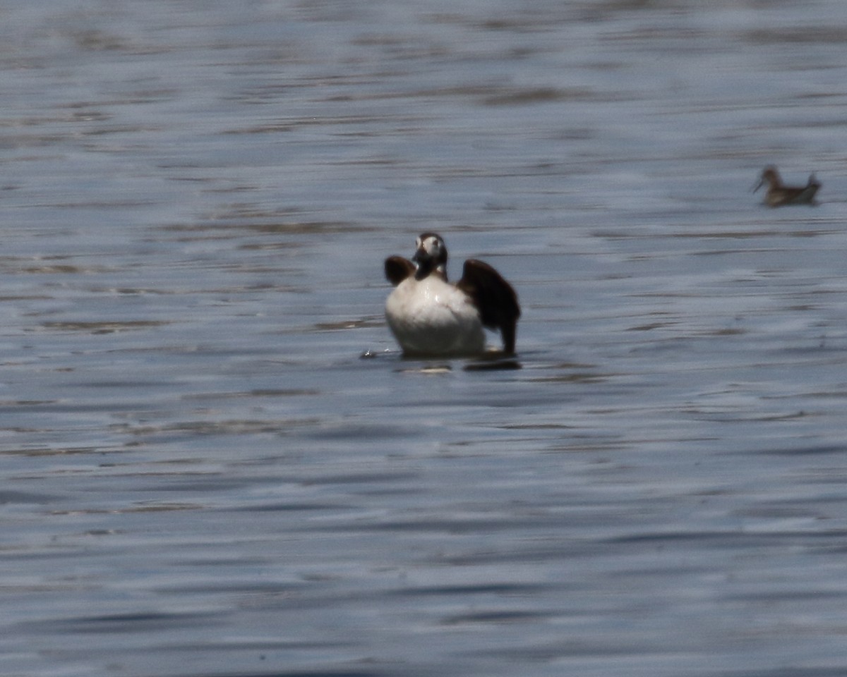 Long-tailed Duck - ML344401871