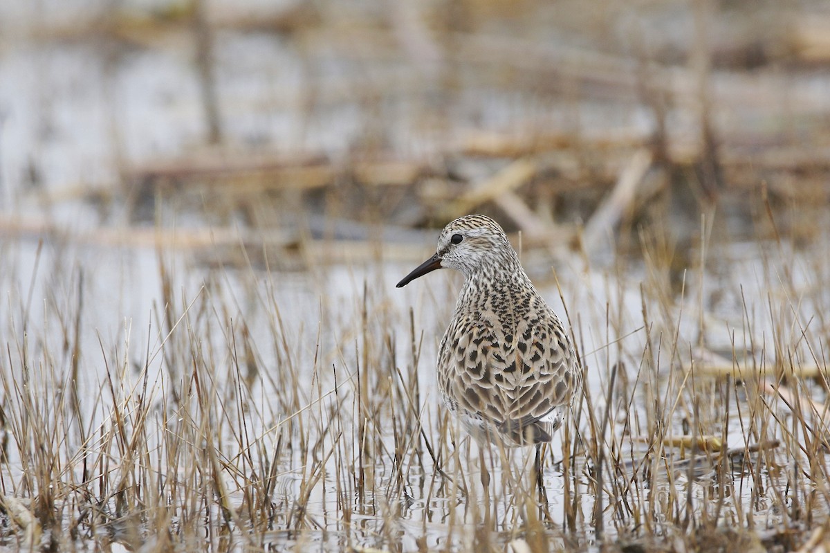 White-rumped Sandpiper - Kiehl Smith