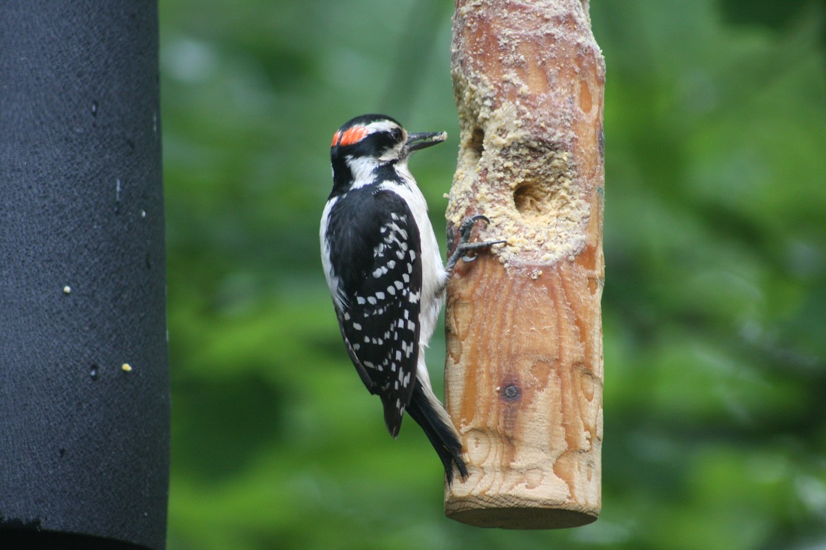Hairy Woodpecker - ML344402331