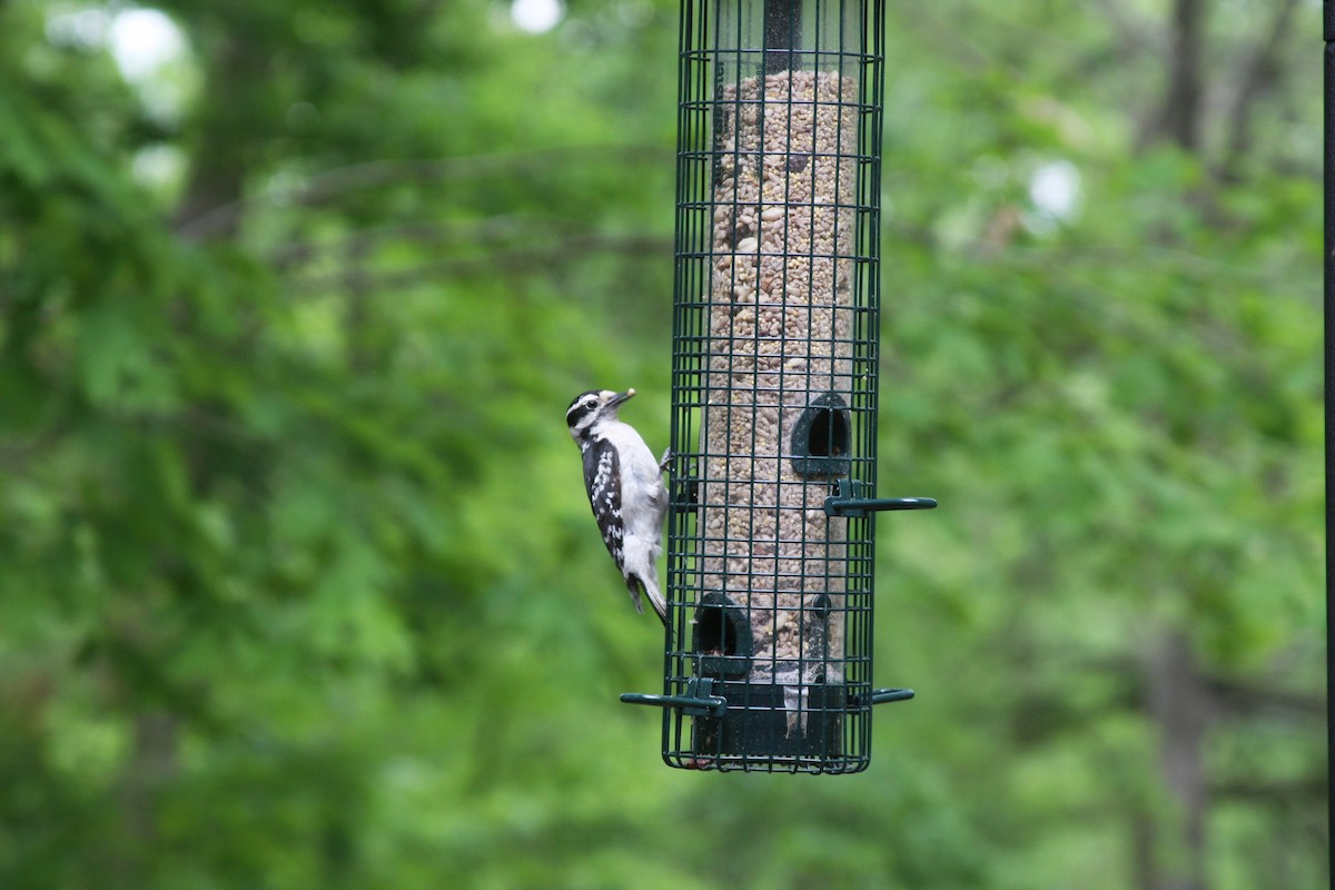 Downy Woodpecker - ML344402641