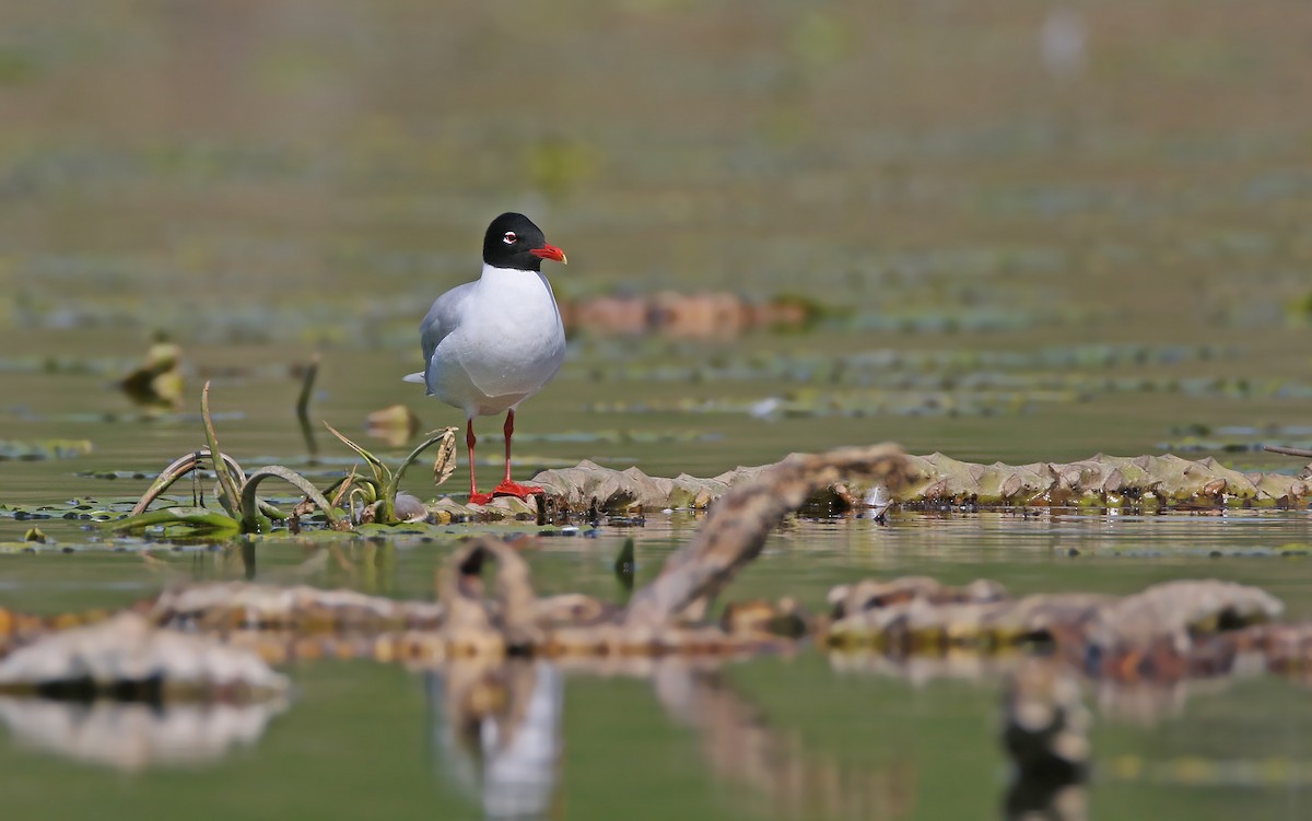 Mediterranean Gull - Christoph Moning