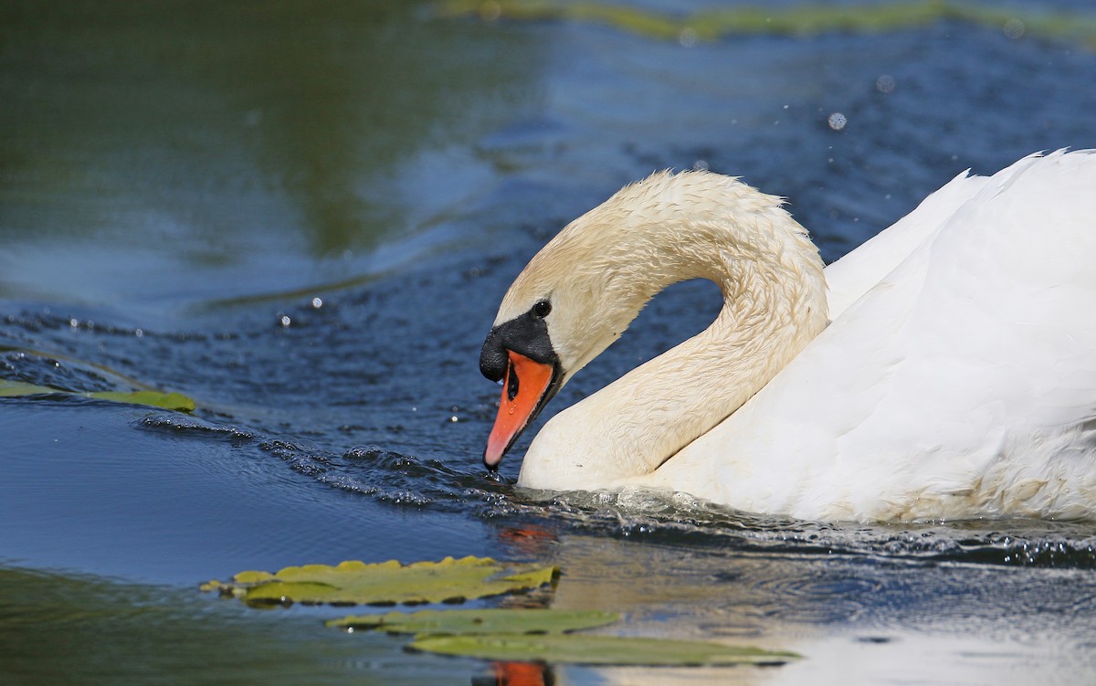 Mute Swan - ML344404871