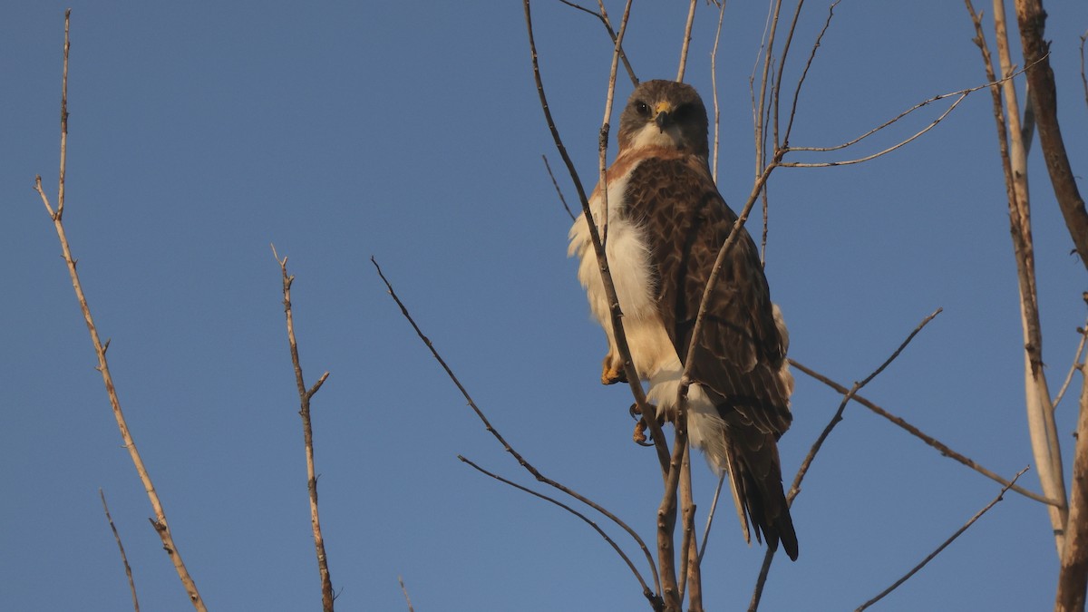 Swainson's Hawk - ML344405741