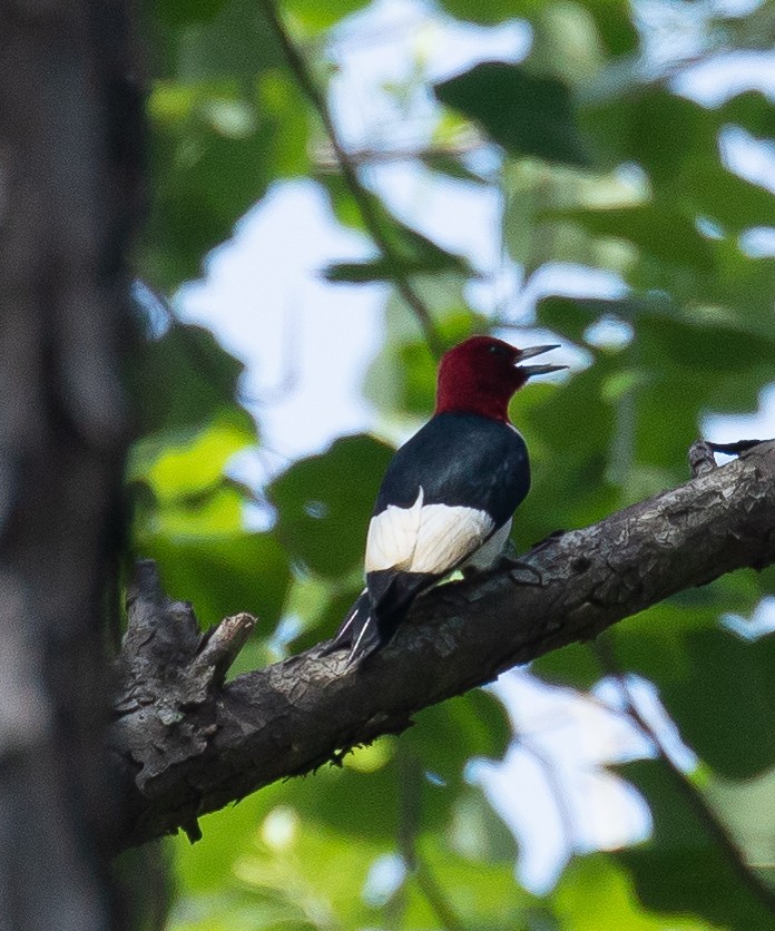 Red-headed Woodpecker - ML344406211