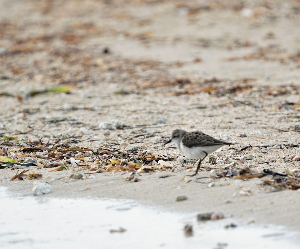 Semipalmated Sandpiper - ML344408191