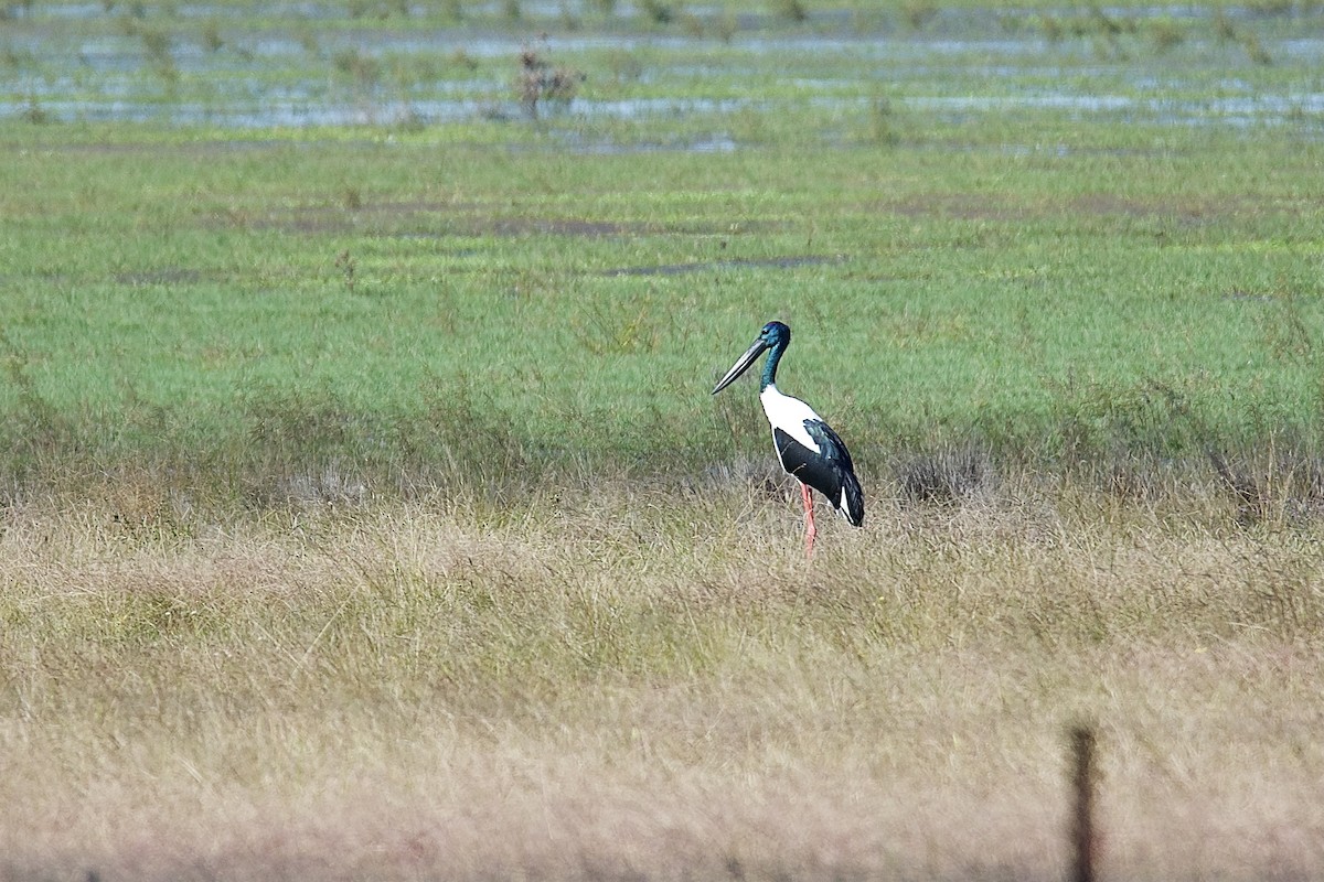 Black-necked Stork - Chloe Hockey