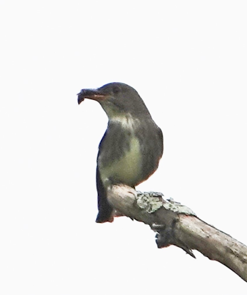 Olive-sided Flycatcher - ML344409771