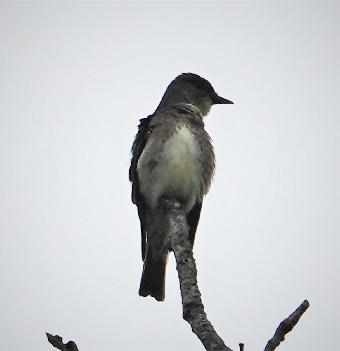 Olive-sided Flycatcher - ML344409791