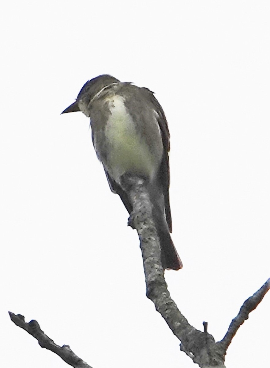 Olive-sided Flycatcher - ML344409801