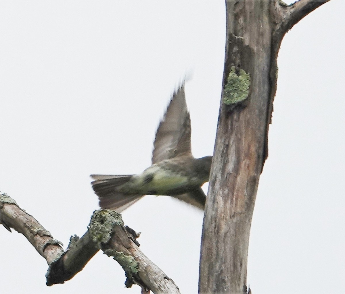 Olive-sided Flycatcher - ML344409811