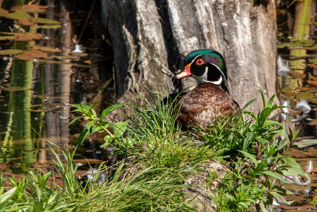 Wood Duck - ML344414981