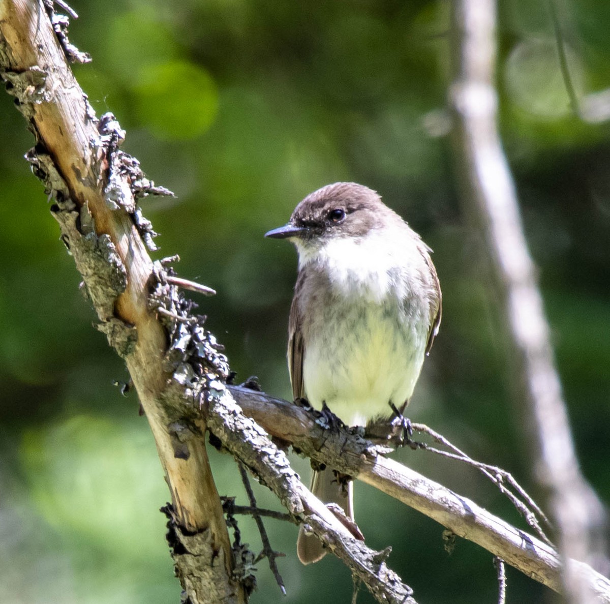 Eastern Phoebe - Pierre Fournier