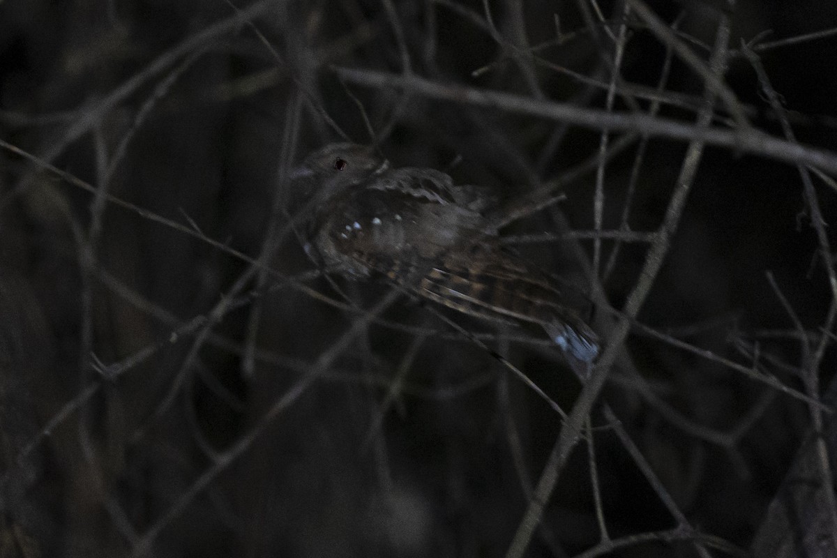 Eared Poorwill - Guillermo  Saborío Vega