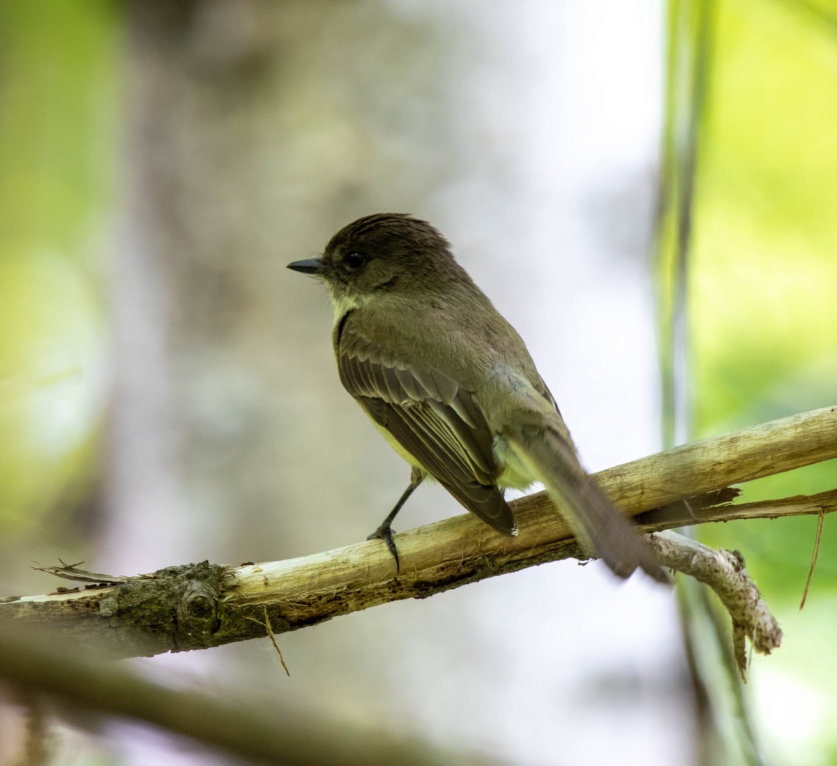 Eastern Phoebe - ML344415991