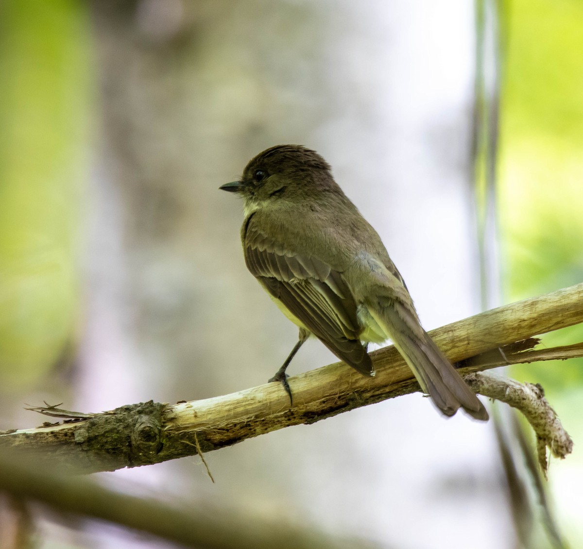 Eastern Phoebe - ML344416021