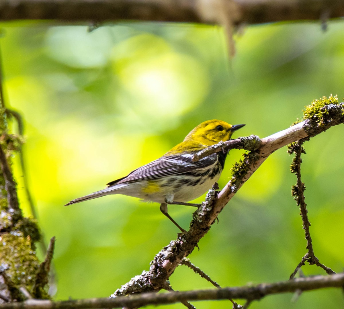 Black-throated Green Warbler - ML344416441