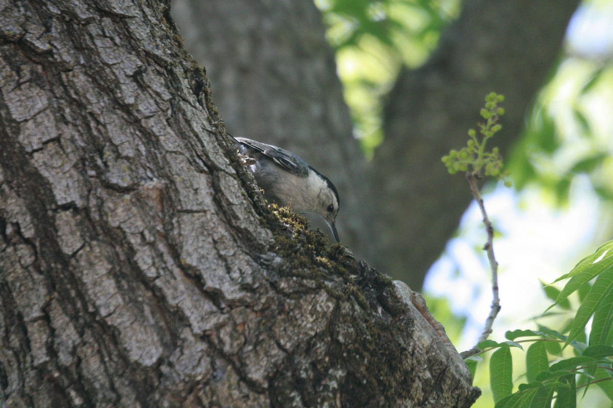 White-breasted Nuthatch - ML344416661