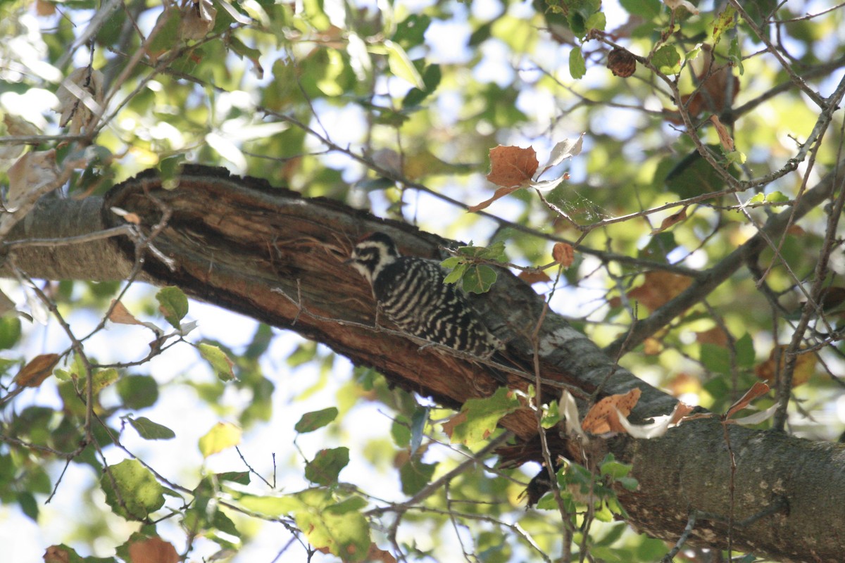 Nuttall's Woodpecker - ML344416801