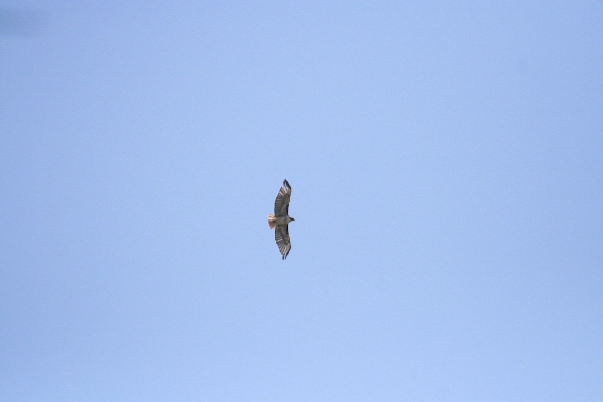 Red-tailed Hawk - ML344416891