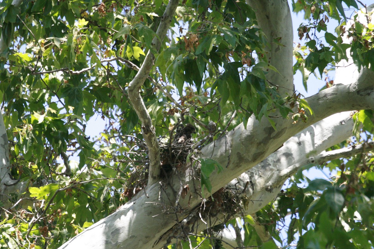 Red-tailed Hawk - ML344417051
