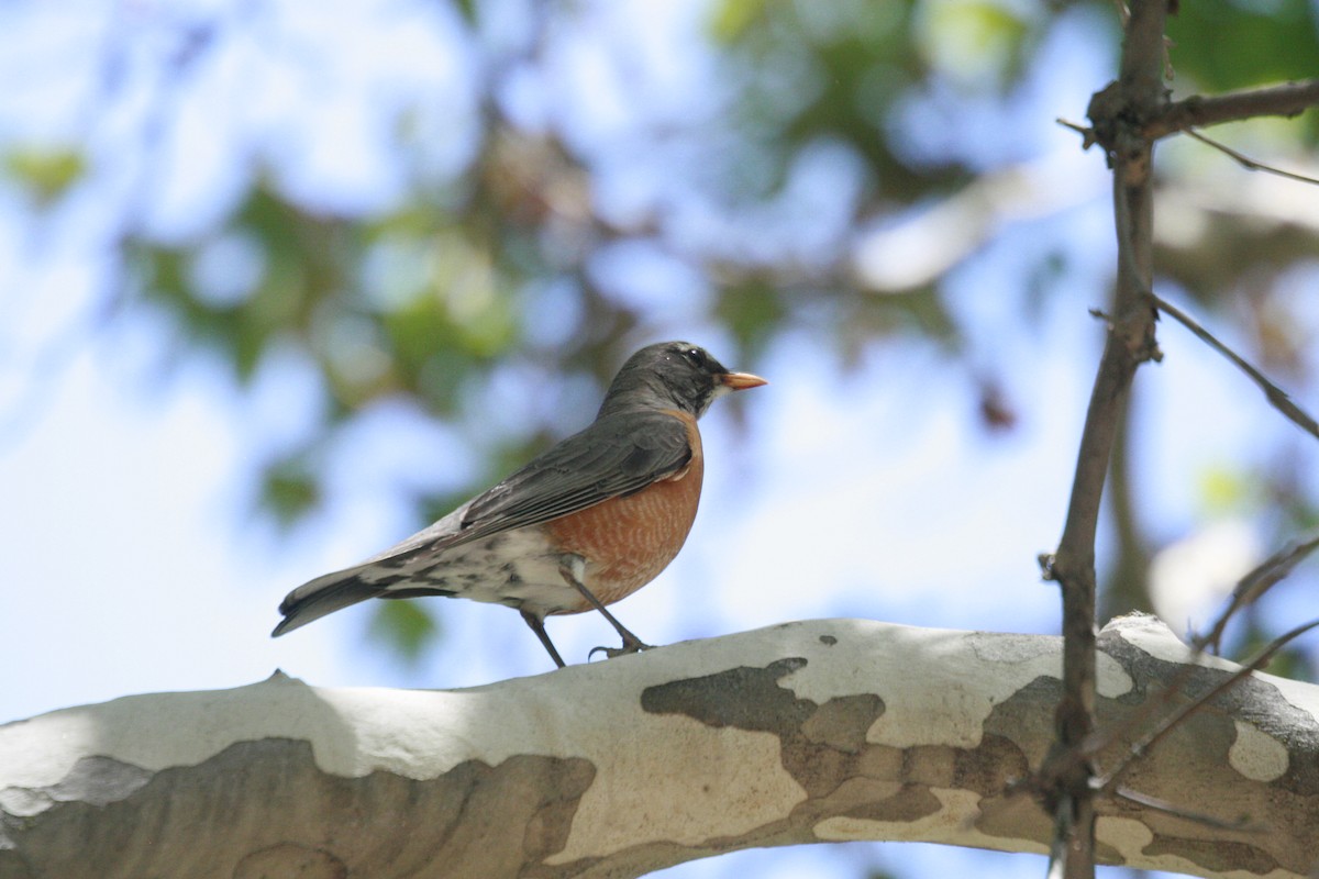 American Robin - ML344417171