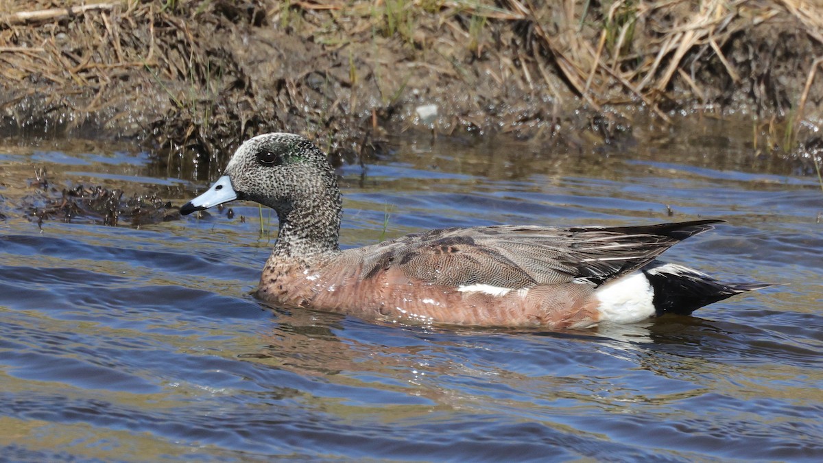 American Wigeon - Curtis McCamy
