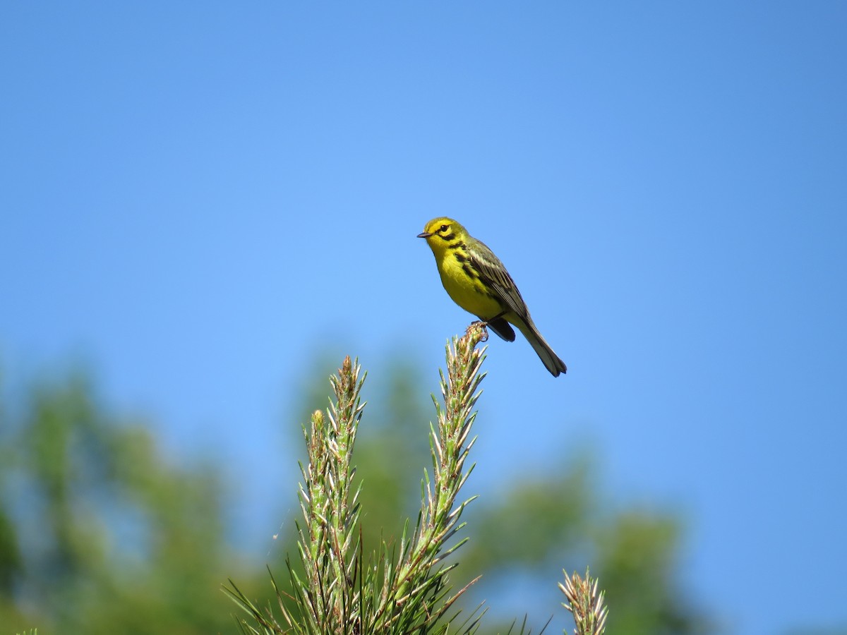 Prairie Warbler - Mark Kosiewski