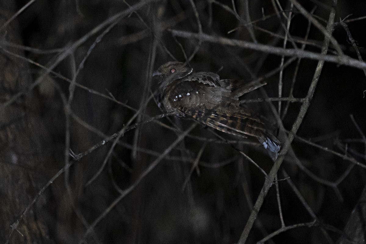 Eared Poorwill - Guillermo  Saborío Vega