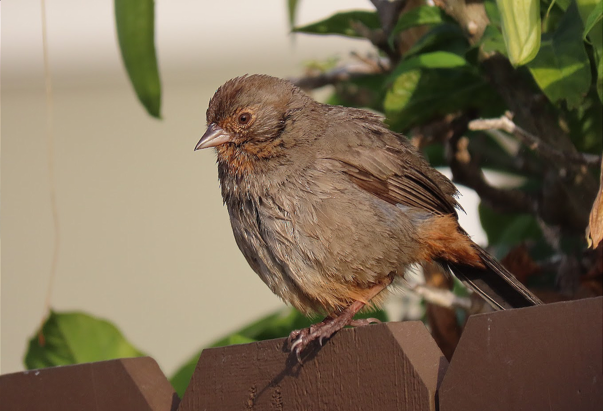 California Towhee - ML344419241