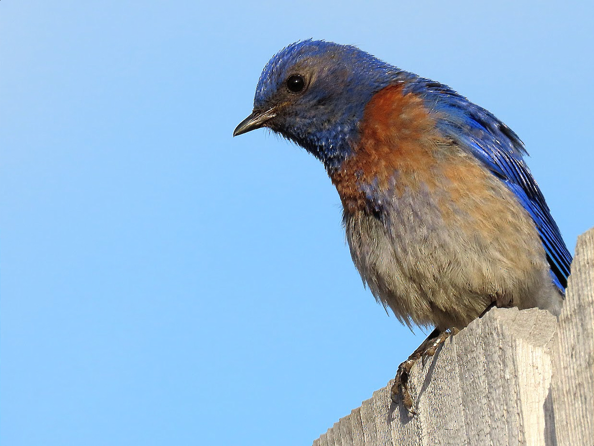 Blaukehl-Hüttensänger - ML344419951