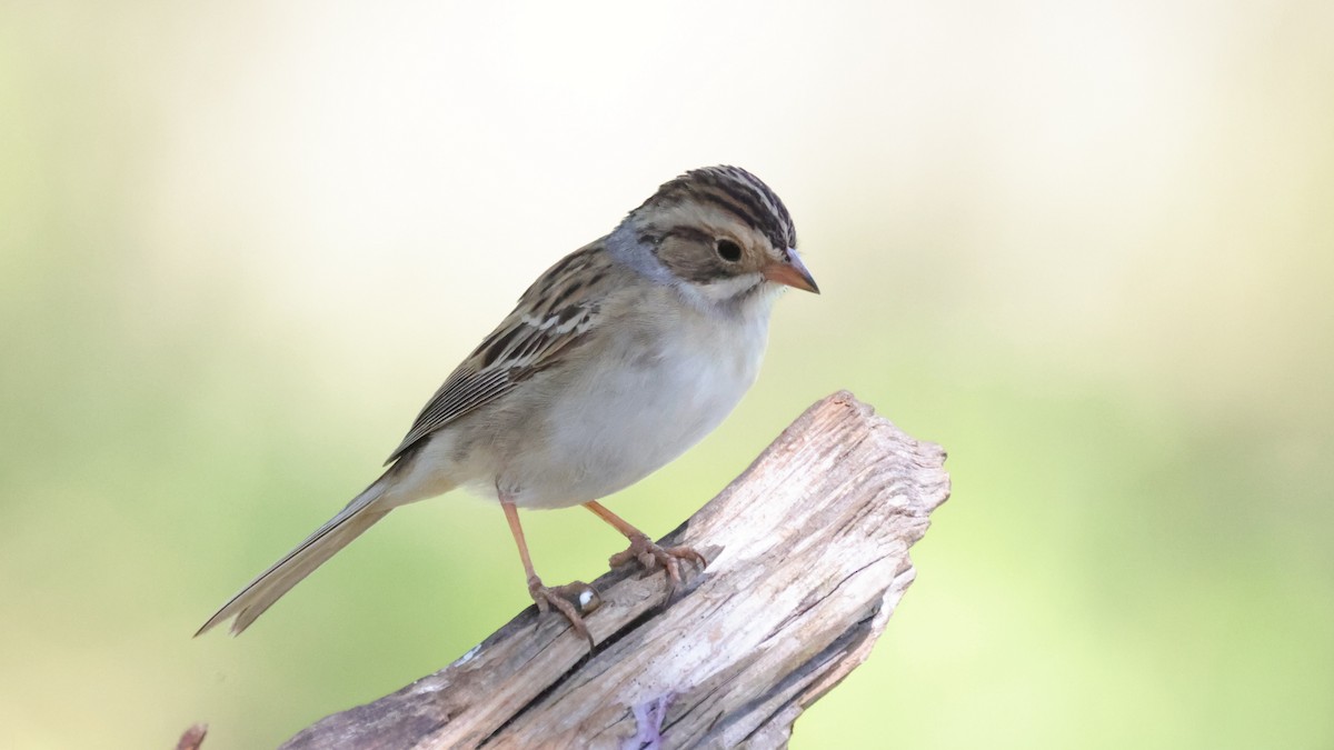 Clay-colored Sparrow - Curtis McCamy