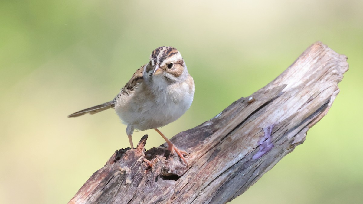 Clay-colored Sparrow - Curtis McCamy