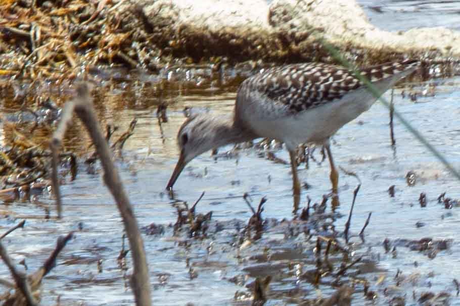 Wood Sandpiper - ML344424081