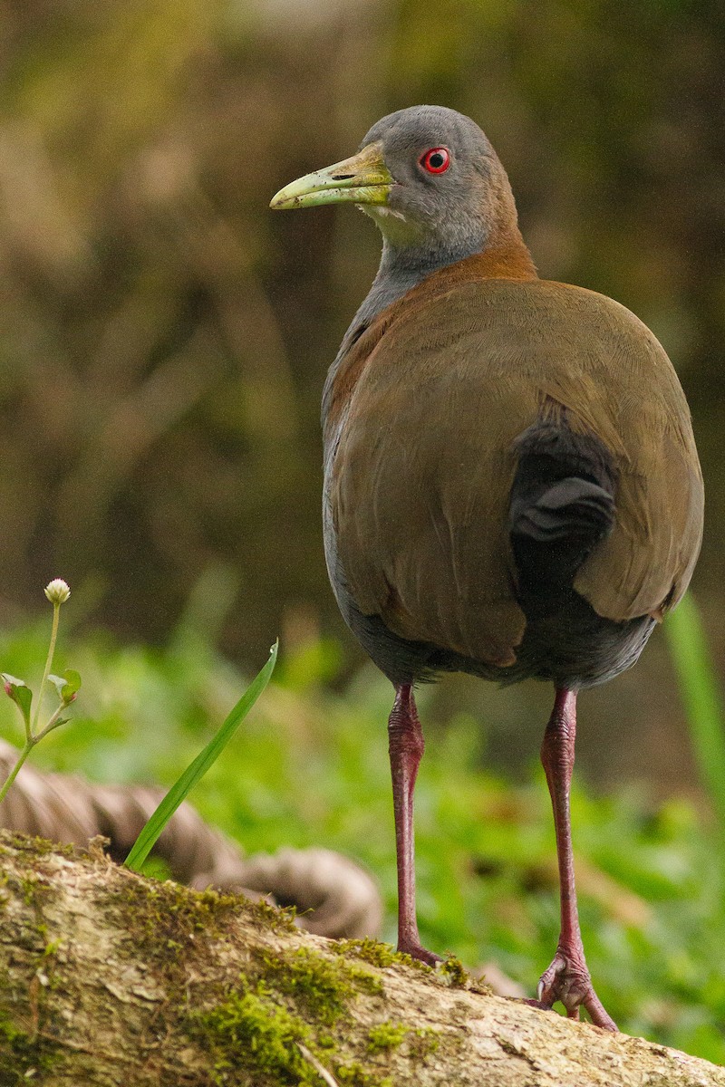 Slaty-breasted Wood-Rail - ML344425131