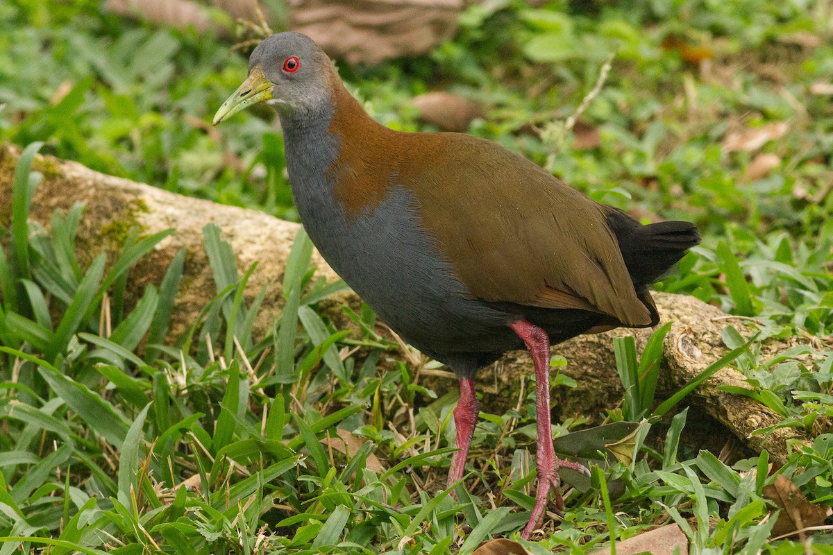 Slaty-breasted Wood-Rail - ML344425141