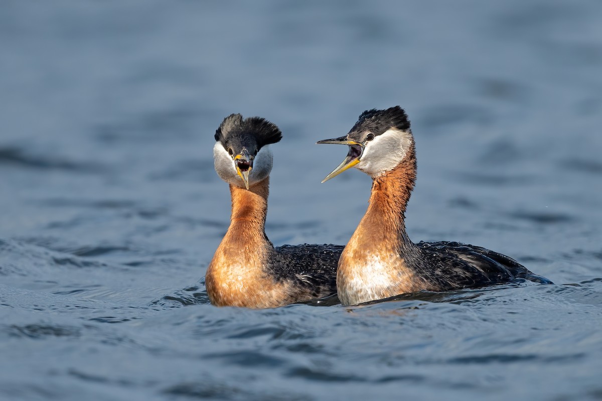 Red-necked Grebe - Tyler Ficker