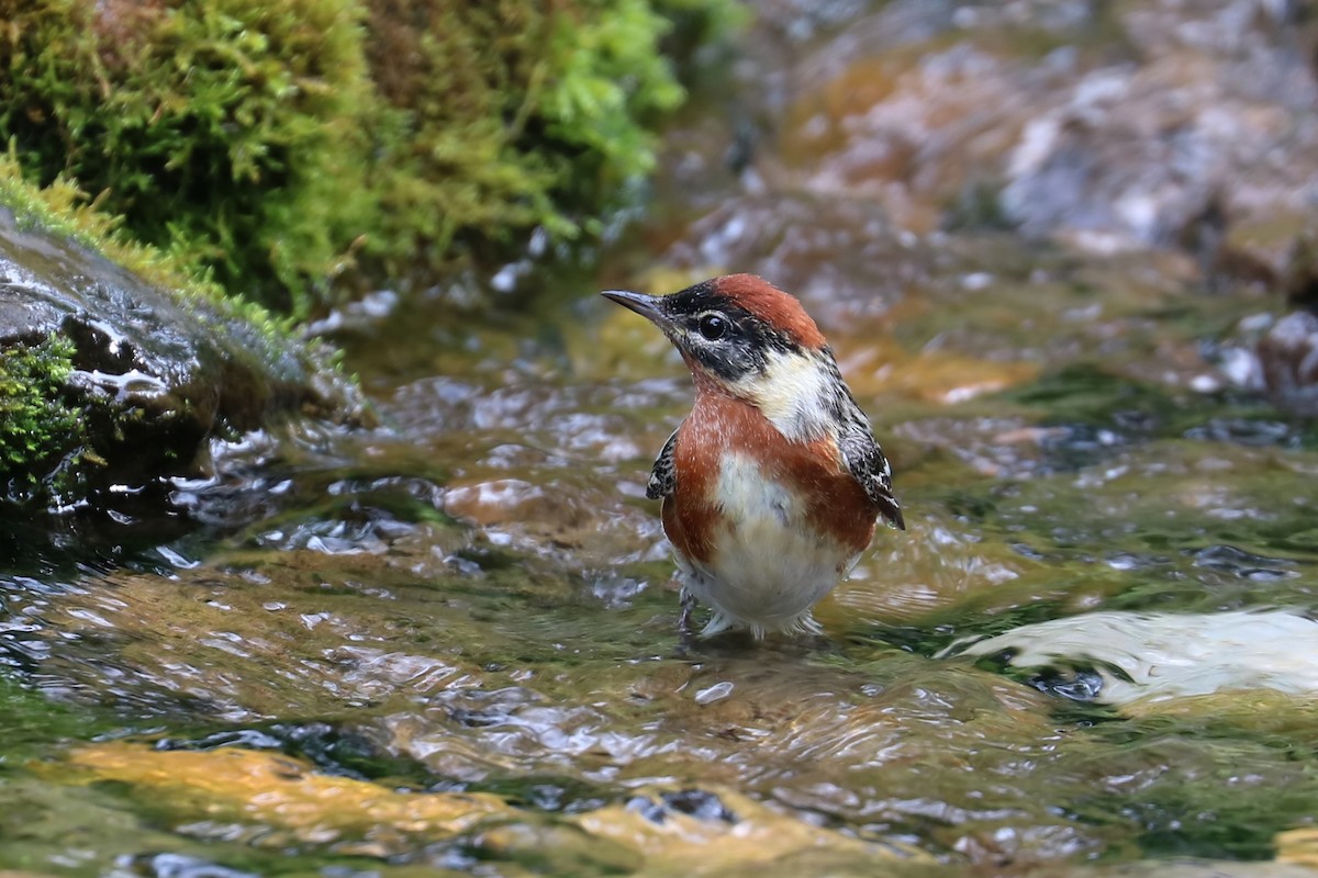 Bay-breasted Warbler - ML344427311