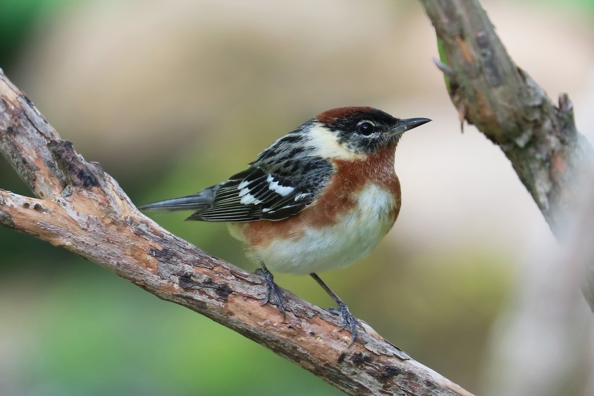 Bay-breasted Warbler - ML344427321
